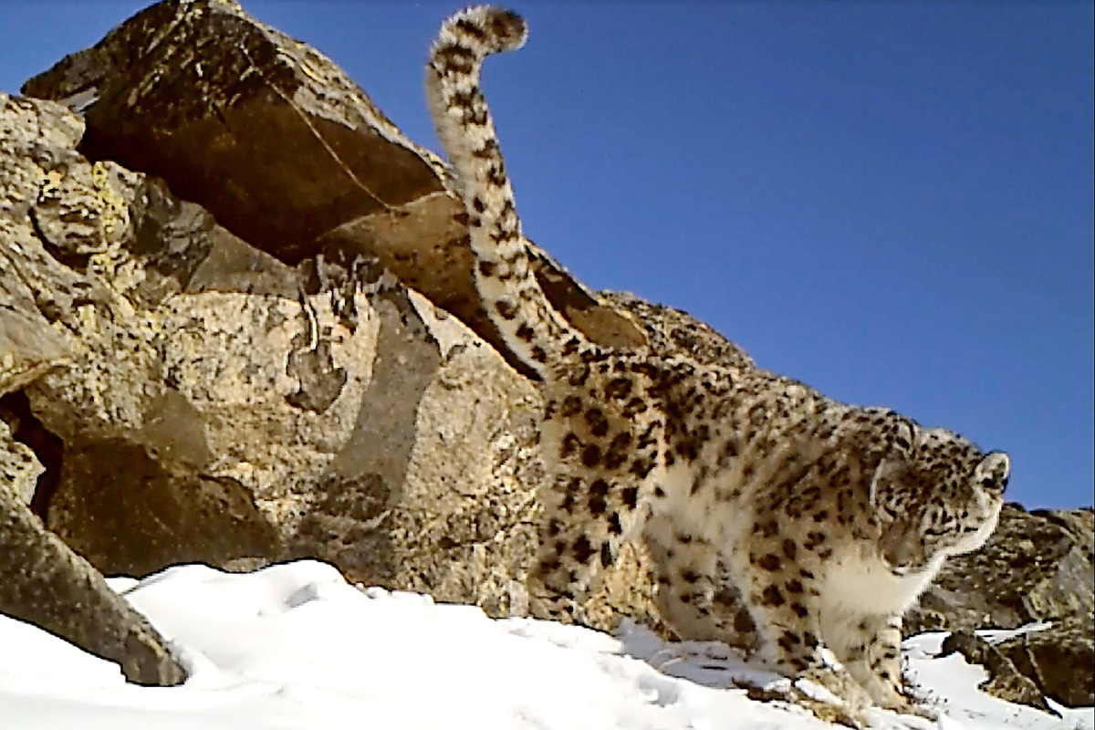 (Снежный барс Димка - первый снежный барс, попавший в объектив автоматических камер в Бурятии. 