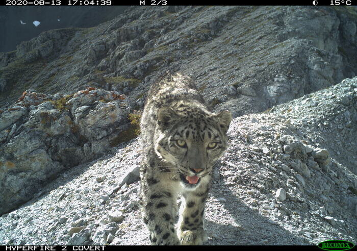 На фото ирбисы: в Республики Бурятия, снятые организацией "Азия-Ирбис", в Республике Тыва - с фотоловушек заповедника "Убсунурская котловина" и в Республике Алтай с фотоловушек Сайлюгемского нацпарка, Красноярского края и Саяно-Шушенского заповедника.