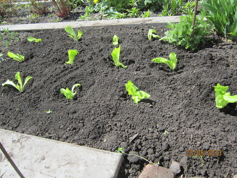 Метод посева салата на участке. Как сажать салат в открытый. Виды салатов для выращивания на даче. Латук посевной ( салат огородный). Как сажать салат в открытый.