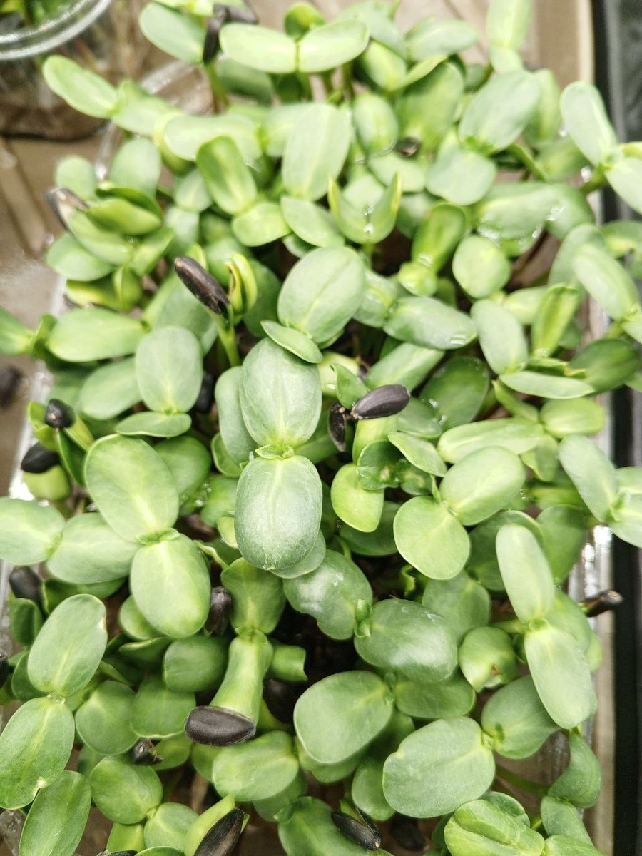 Микрозелень Подсолнуха