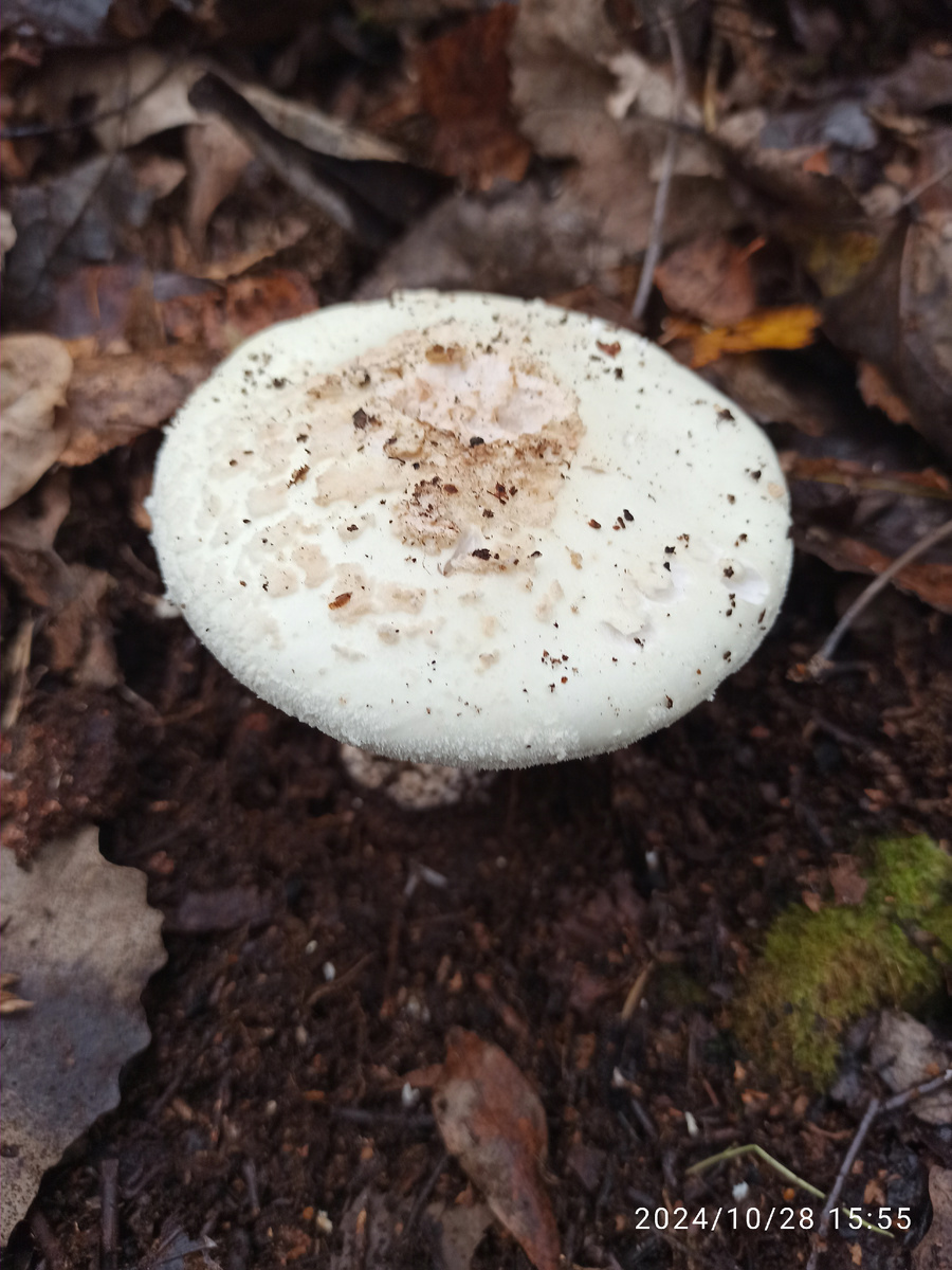 Бледная поганка. 