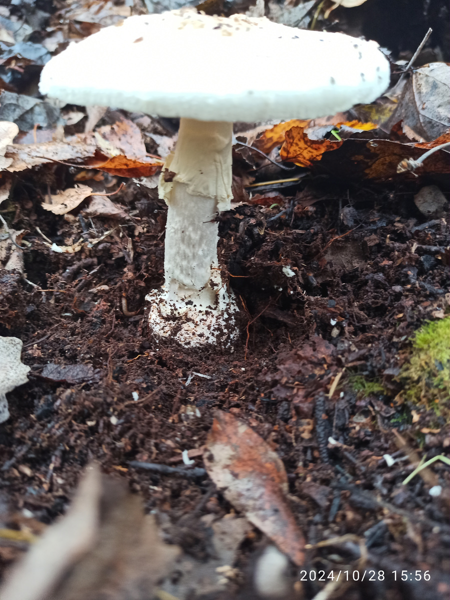 Бледная поганка. 