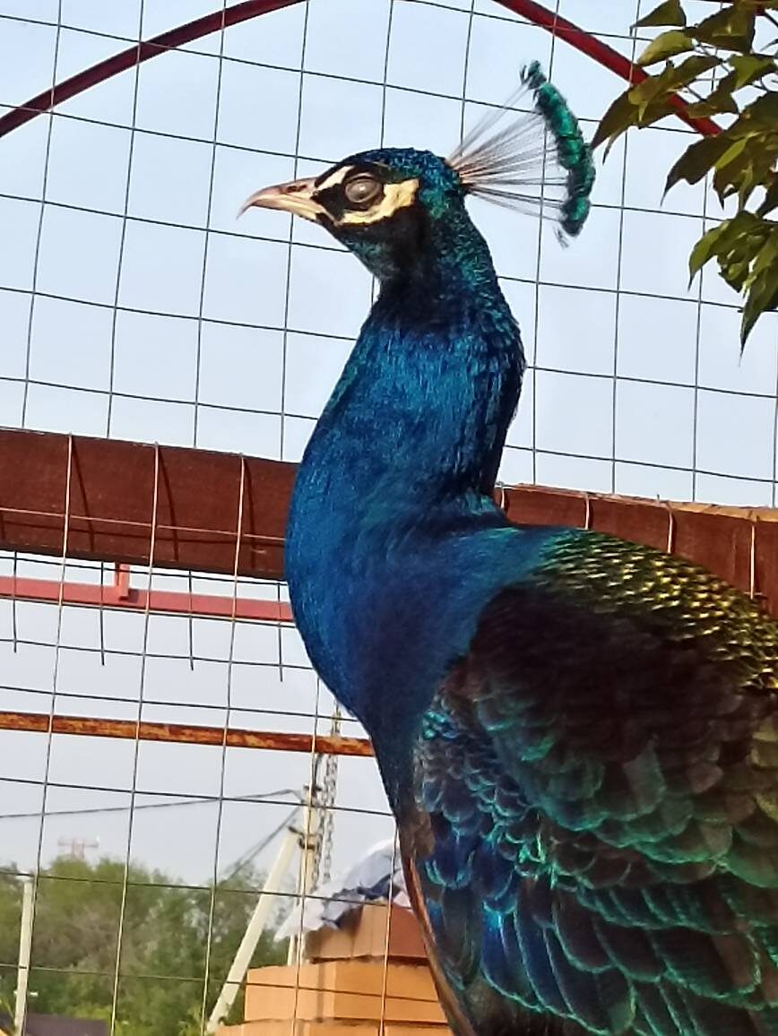 Черноплечий павлин в вольере.