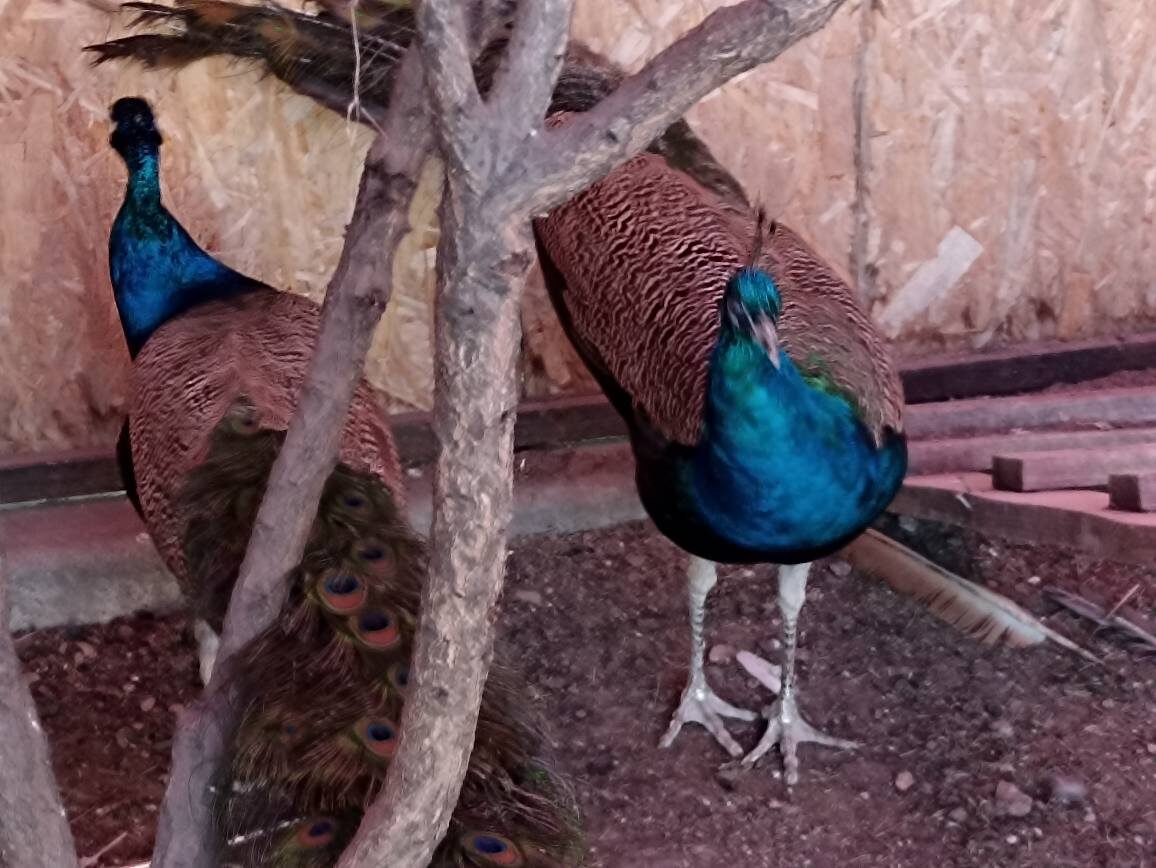 Молодые павлины в вольере.