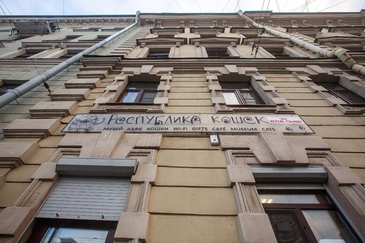 Кафе "Республика кошек". Санкт-Петербург. Фото автора статьи  