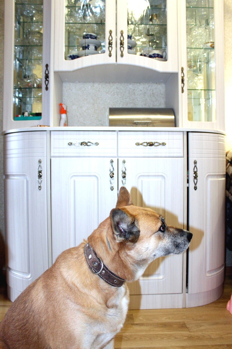 Наша Рыжая. 