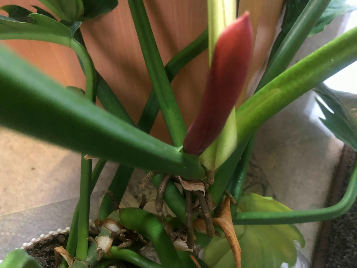 Скоро зацветет   фото автора