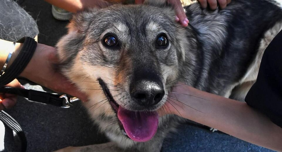    РИА «Новости»