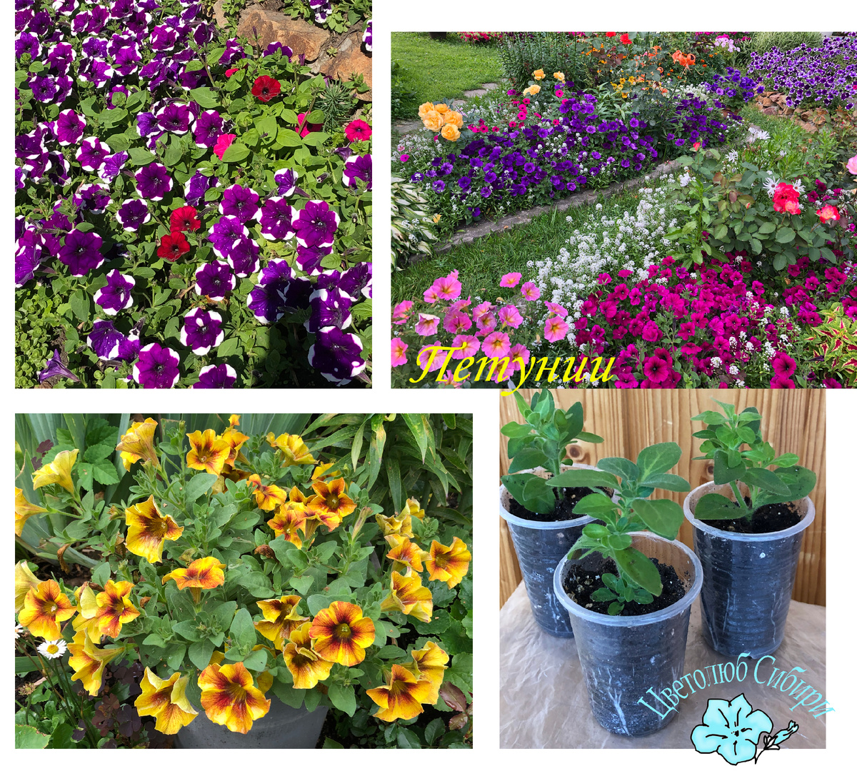 Петунии летом и черенки октябрь