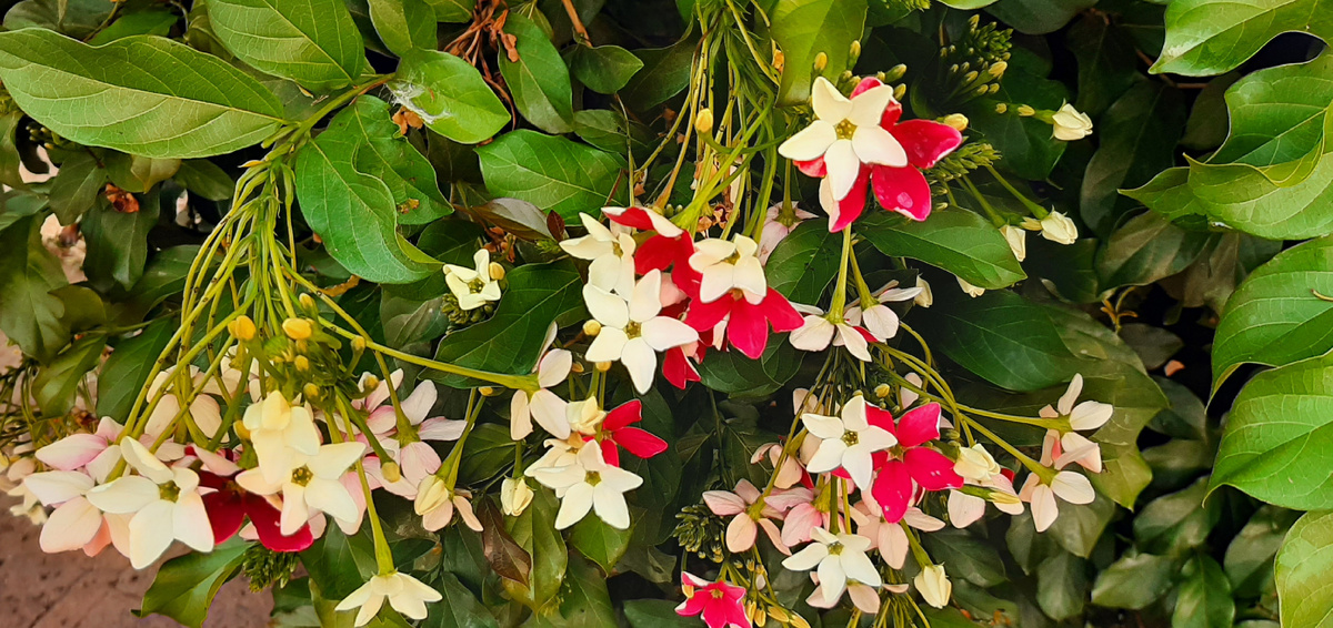 Цветы на вилле.