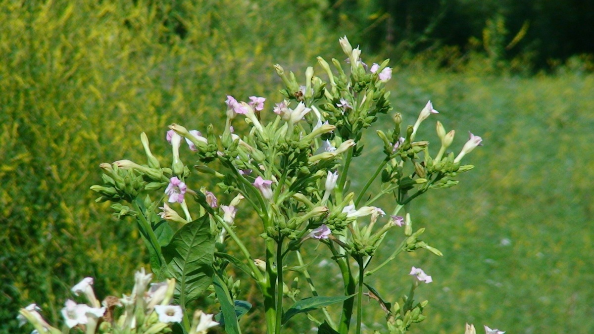 Цветение табака