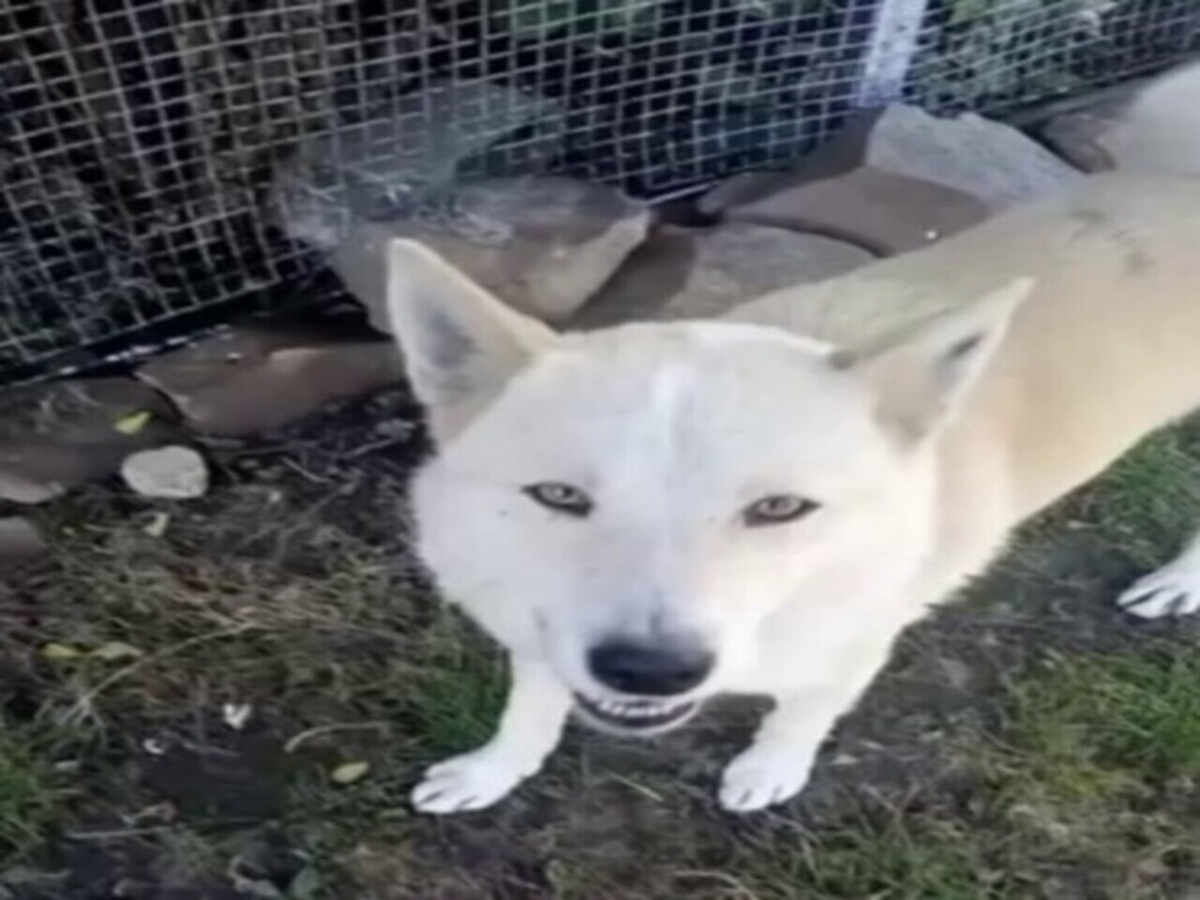    Полицейские спасают животных в приграничье Курской области