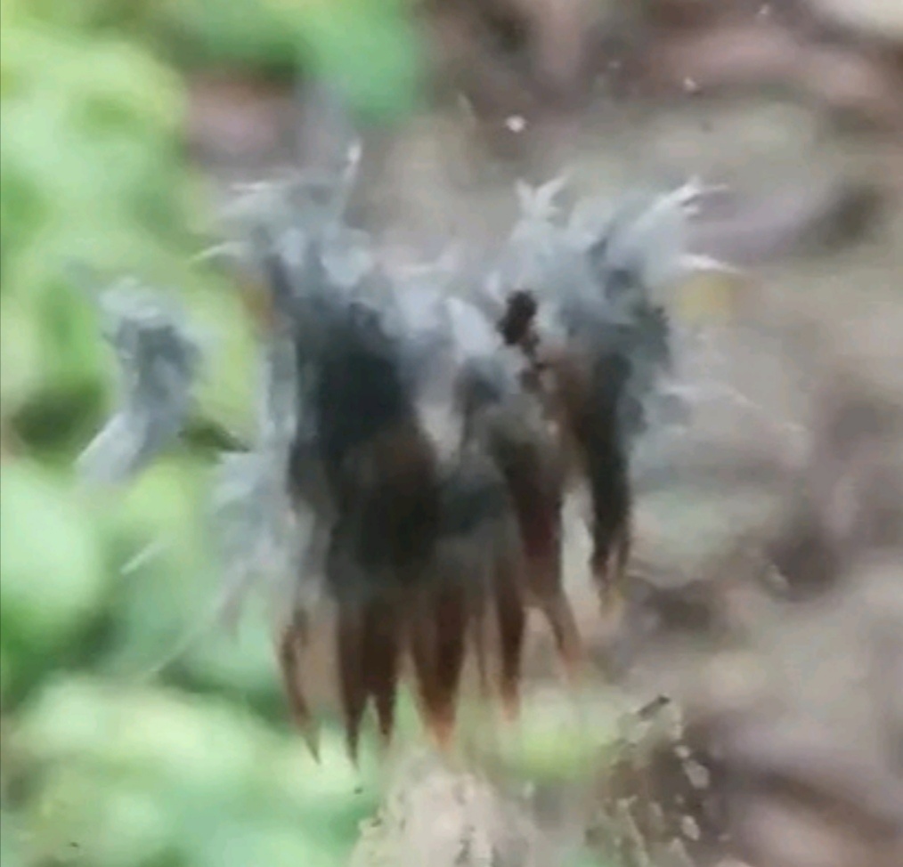 На стекле остался след от перпендикулярного удара птицей. Можно понять где клюв, глаза.Пух видимо прилип к стеклу сим страшным пятном 