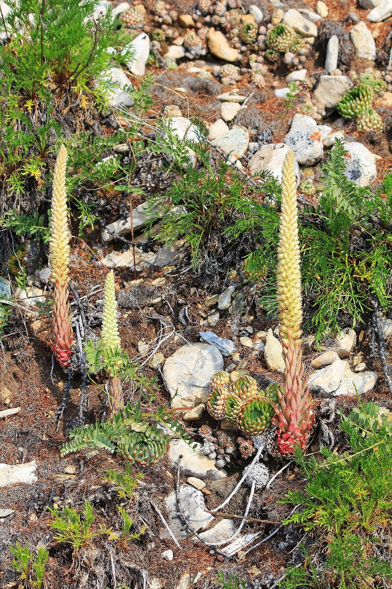 Оростахис спиноза, фотография из российской Википедии.
