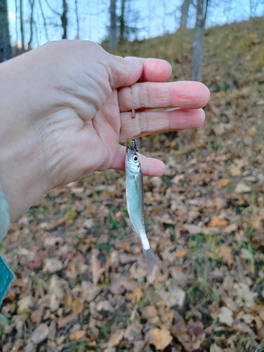 Прозрачная на вид уклейка