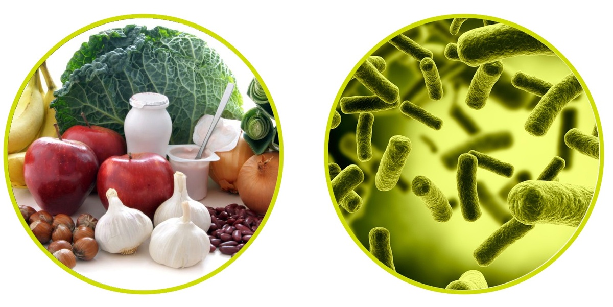 Пребиотики - корм для наших полезных микроорганизмов
