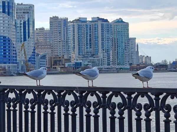    Фото: Юрий Серебренников/BFM Кубань