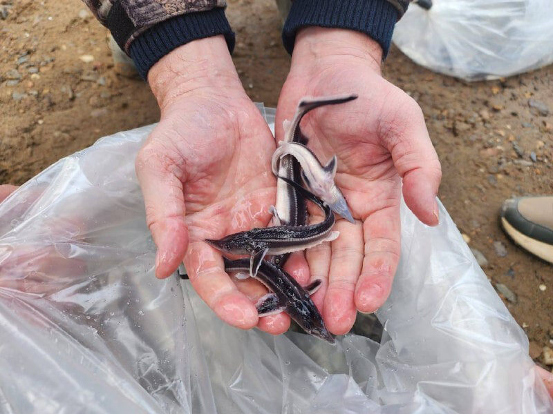    В водоемы Оренбургской области в этом году выпустили 37 тысяч молоди рыб