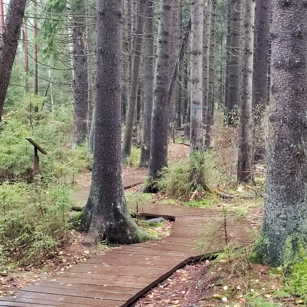 Сон из рубрики "Позитивные Сны"