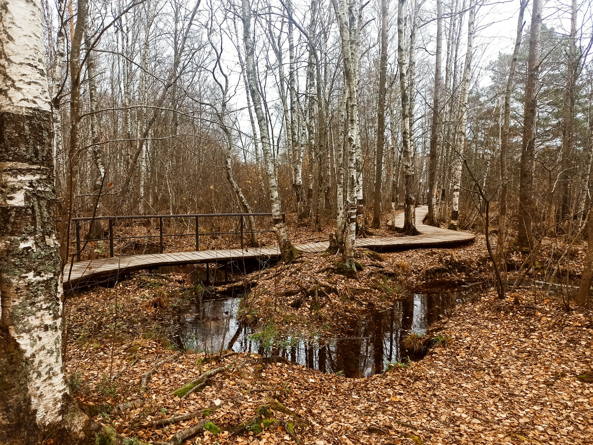 Экотропа "Сестрорецкое болото"