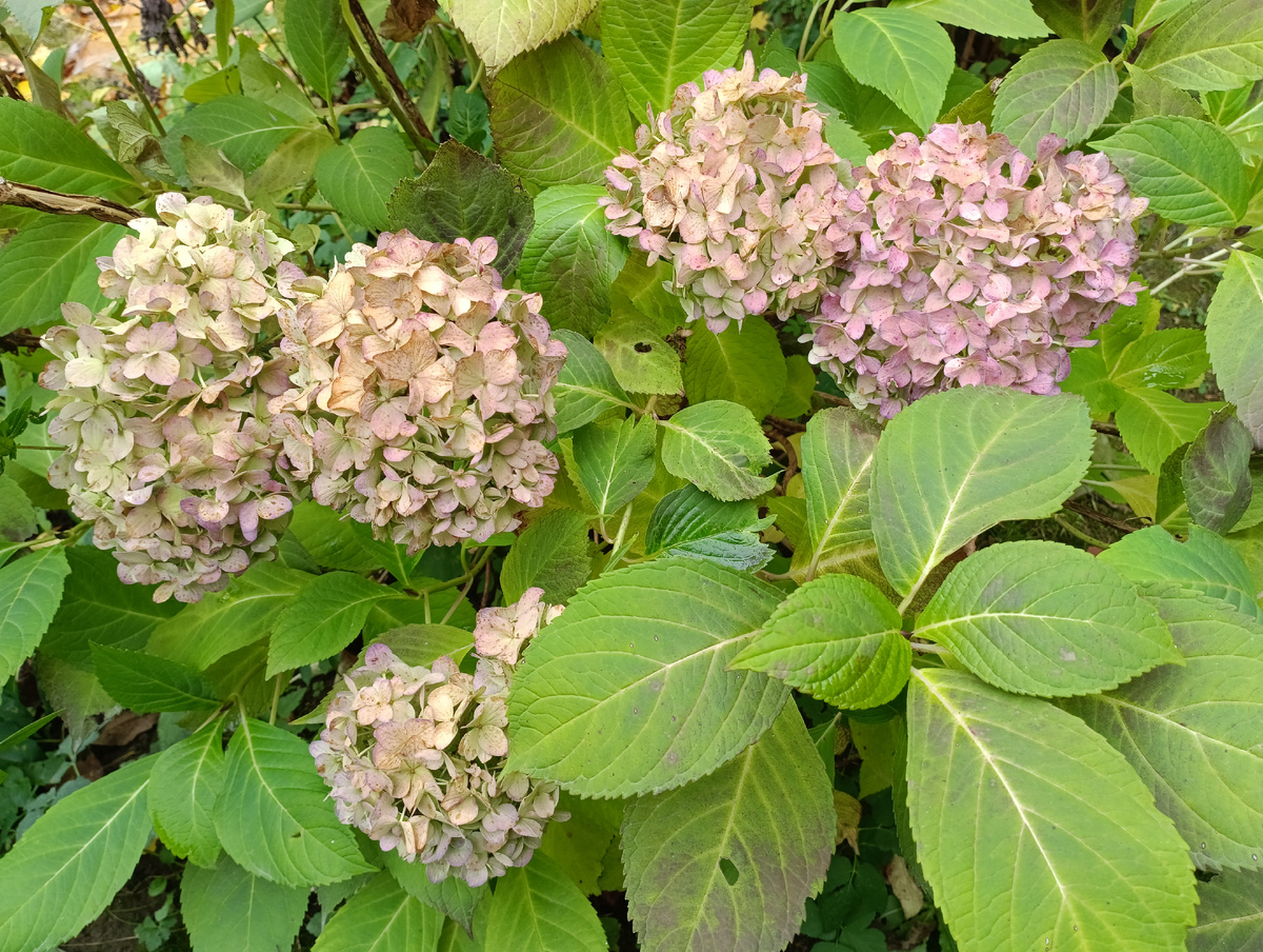 Гортензия крупнолистная Бесконечное лето в конце октября