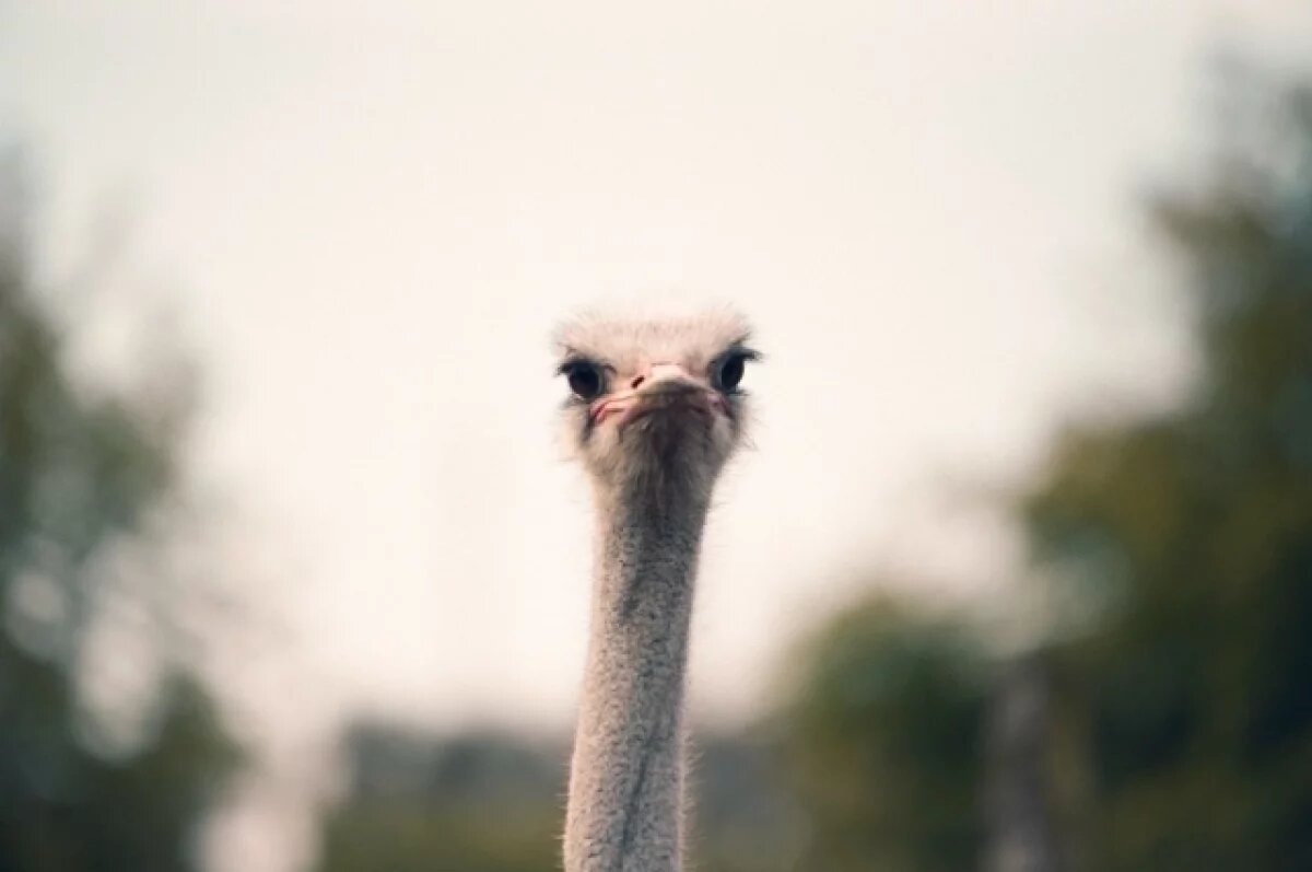    В Коми два дня пытаются поймать сбежавшего с фермы страуса