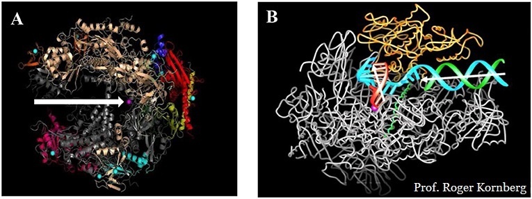 А. Строение фермента РНК-полимеразы II. 12 частей обозначены  разными цветами. Белая стрелка указывает на центральный канал.  Фиолетовая точка — ион магния. Именно там производится мРНК. В. Здесь  показана ДНК, находящаяся в "шпагате". Одна нить ДНК обозначена голубым  цветом, а вторая — зеленым. Обе проходят через центральный канал  РНК-полимеразы II и расщепляются по направлению к середине фермента.  Голубая нить управляет созданием мРНК и переворачивается на 90° вверх  вблизи активного центра (белая стрелка, направленная вверх). Из центра  рождается мРНК. Эта мРНК — точная копия зеленой нити ДНК, которая  является парой голубой. Это "чудо в перьях" выходит из фермента в  направлении, перпендикулярном тому, откуда первоначально поступила ДНК.