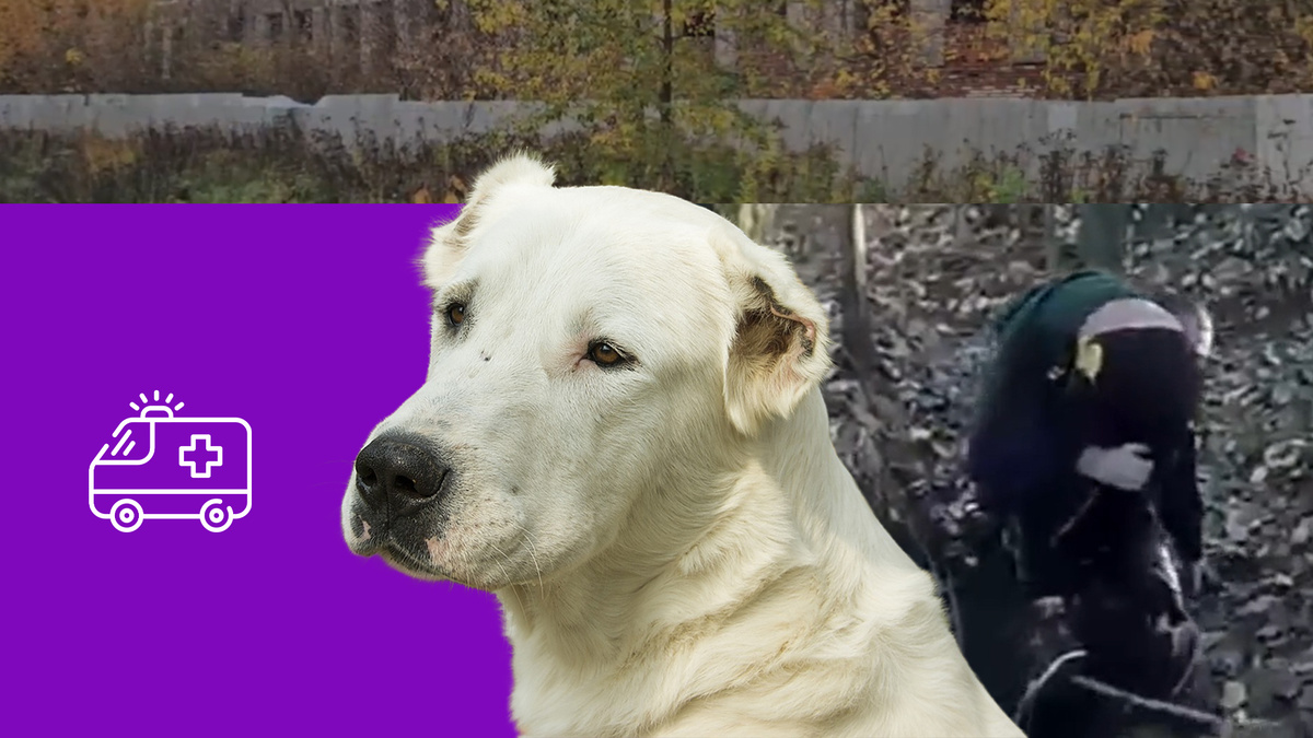 Коллаж 78.ru: ГУ МВД России по Санкт-Петербургу и Ленинградской области, 78.ru, pixabay.com, flaticon.com/Freepik