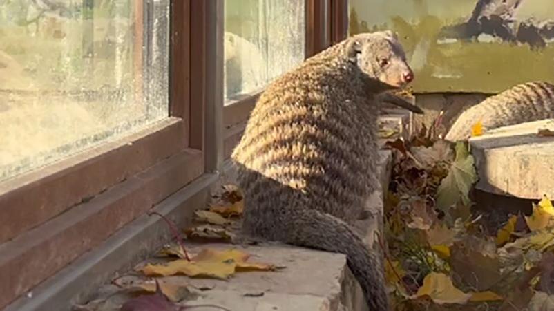 Фото: t.me/lenzoopark