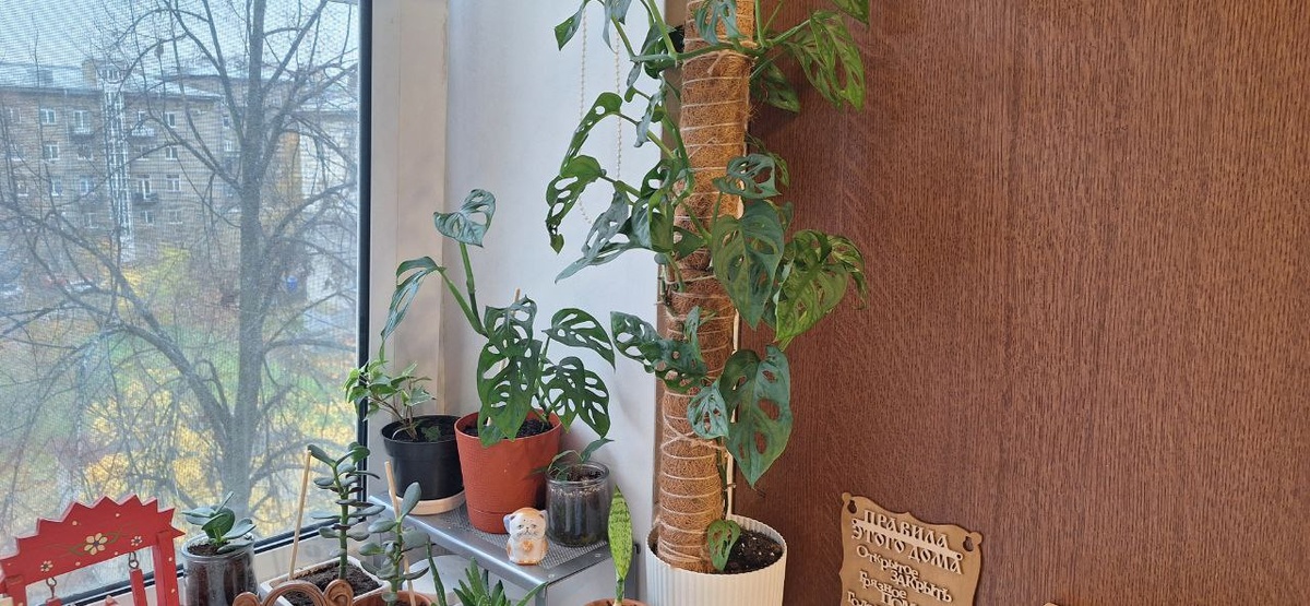 Монстера Манки Макс на тотеме из кокоса