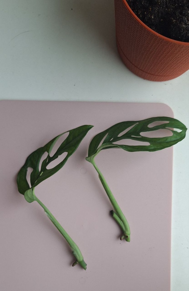 Два листа для укоренения