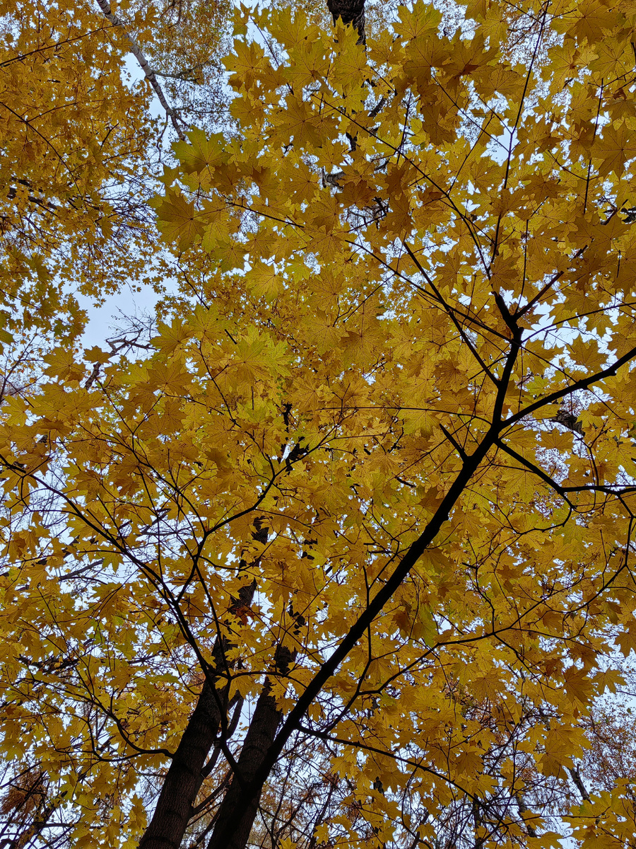 Осень в нашем дворе. Фото автора.