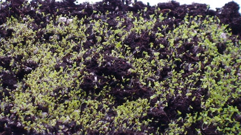 тест на всхожесть