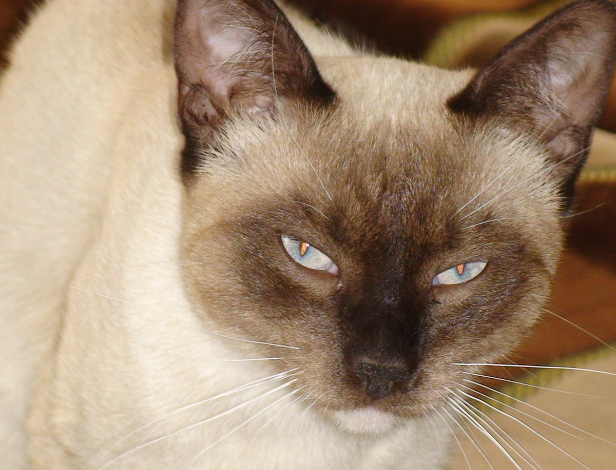 Ханой смотрит с явным недоверием к моим словам