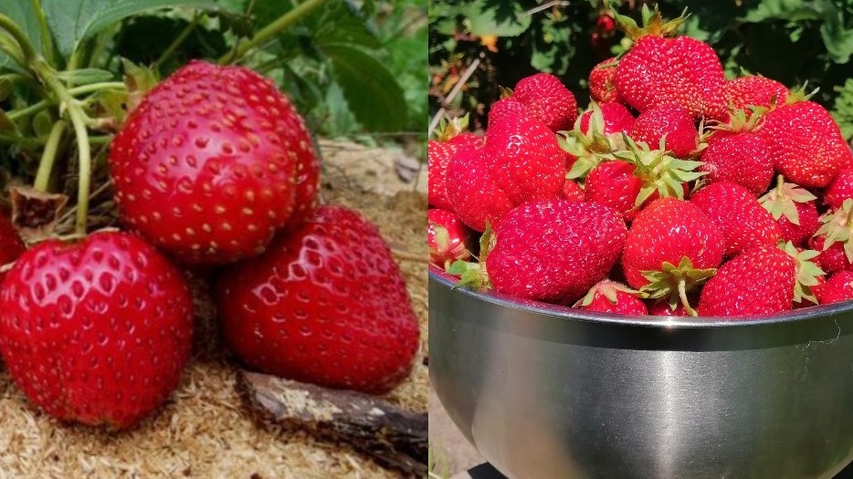 Выбрал самые продуктивные сорта клубники за 10 лет практики в питомнике. Три проверенных лидера не подводят с урожаем