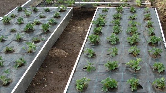 Соблюдение дистанции между растениями - основа высокого урожая