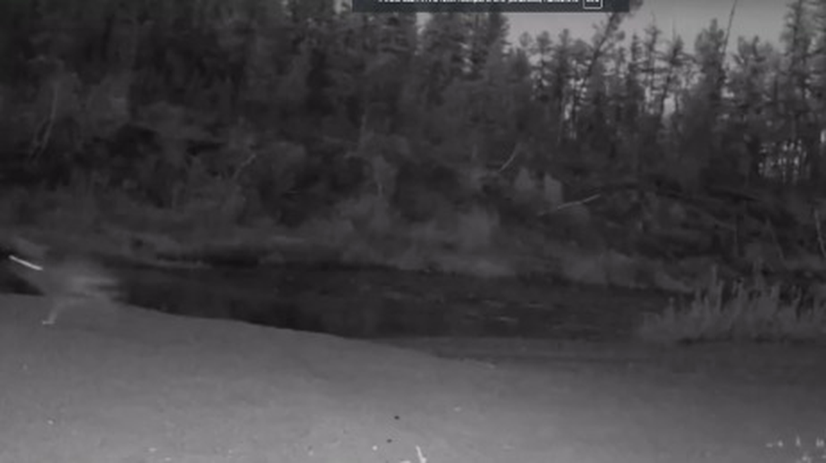    Фото: заповедник «Тунгусский» / ВКонтакте