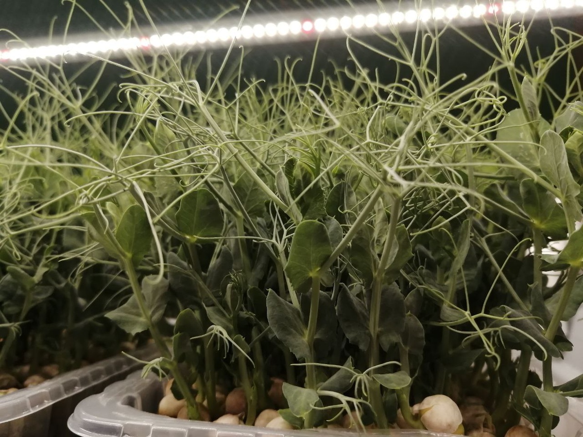 Микрозелень гороха "Мадрас"