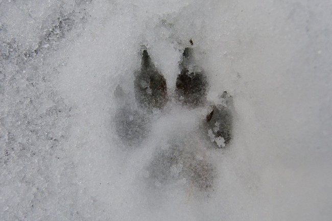    собака снег