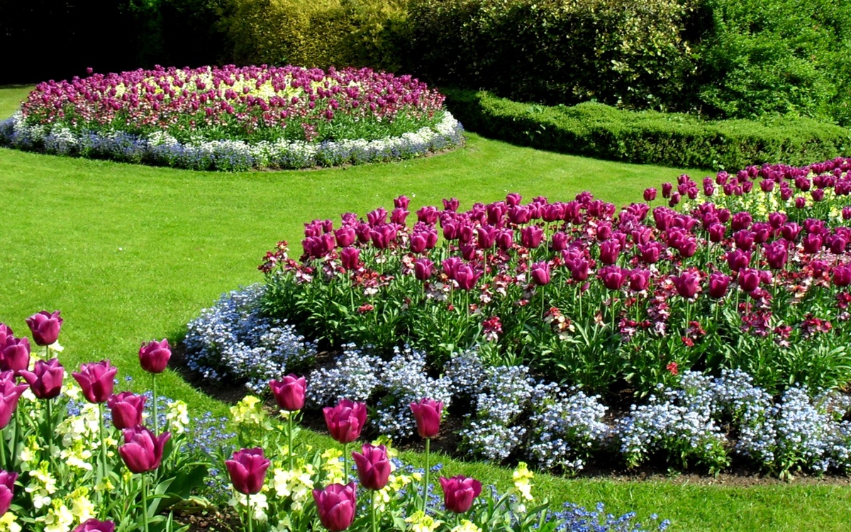 Выращивание цветов в саду