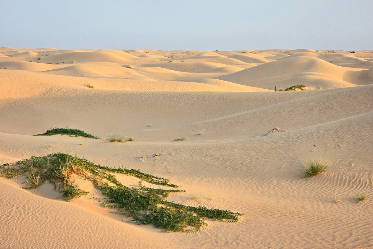 ОАЭ, Дубай, пустыня