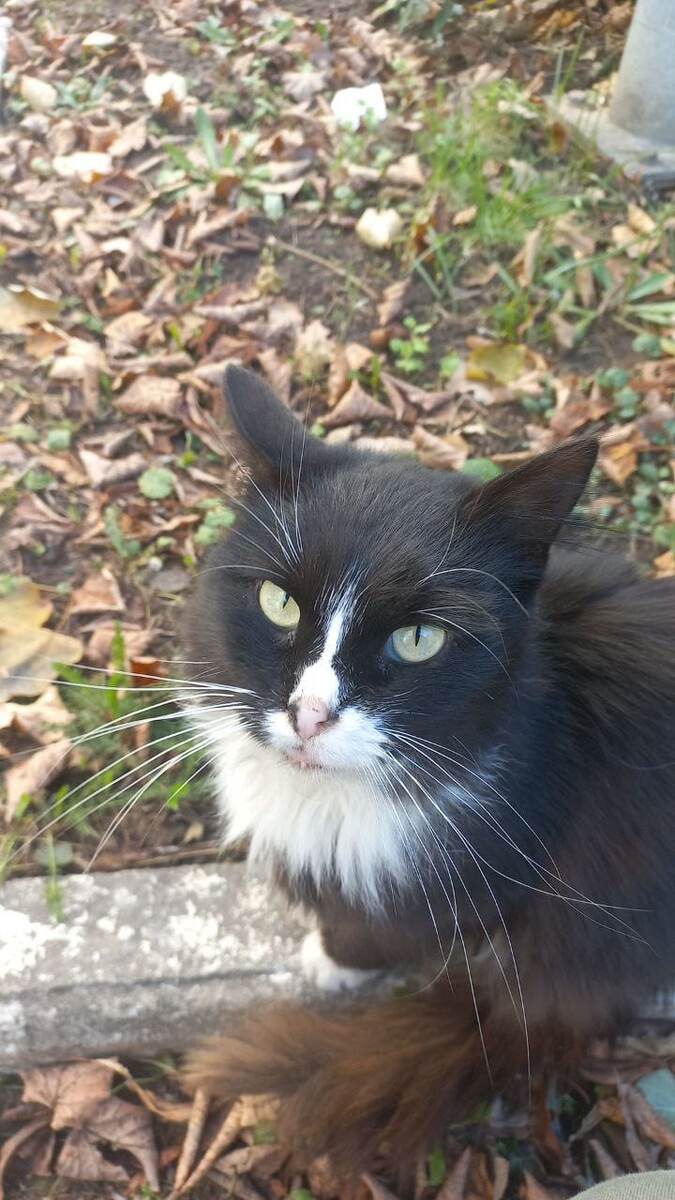 Он не просто красивый. Он ещё очень нежный и ласковый кот