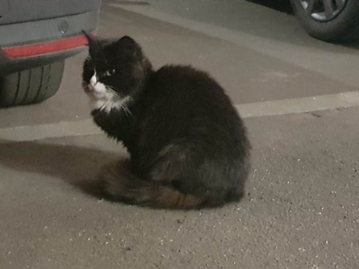 Кто его доставил и оставил в этом месте, кот не рассказывает