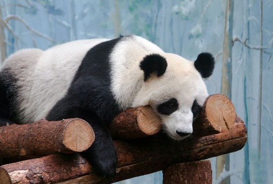    Панда Катюша