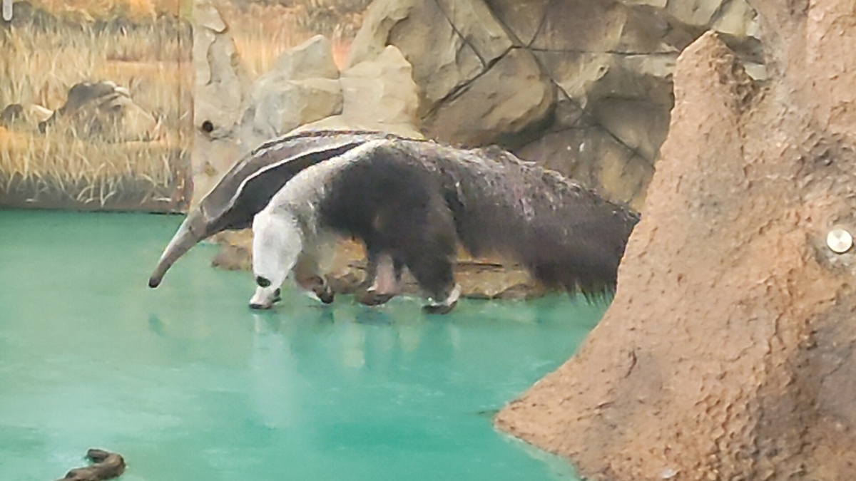 Можно посмотреть на него вживую в Московском зоопарке