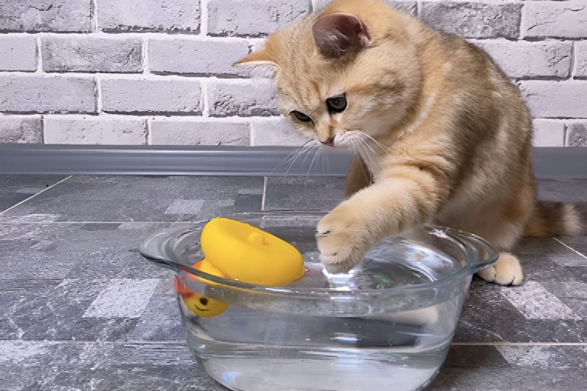 Кошка кладёт игрушку в миску с водой