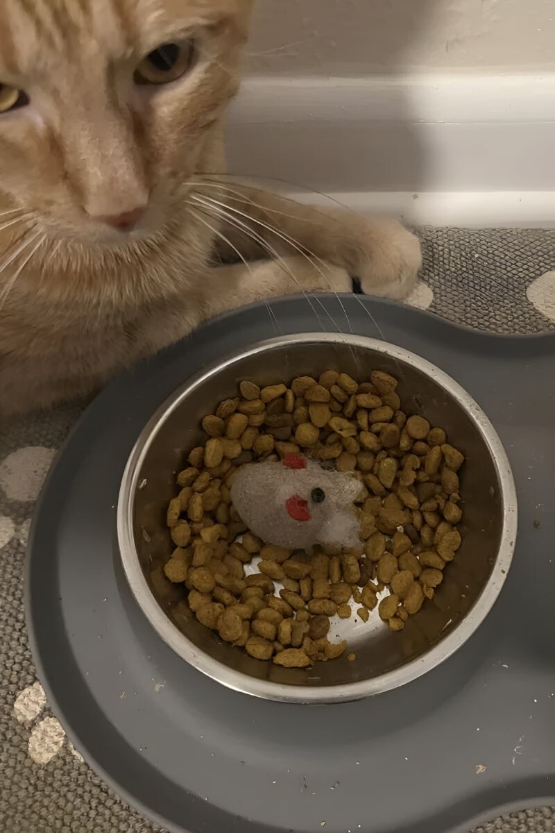 Кот с игрушкой в миске