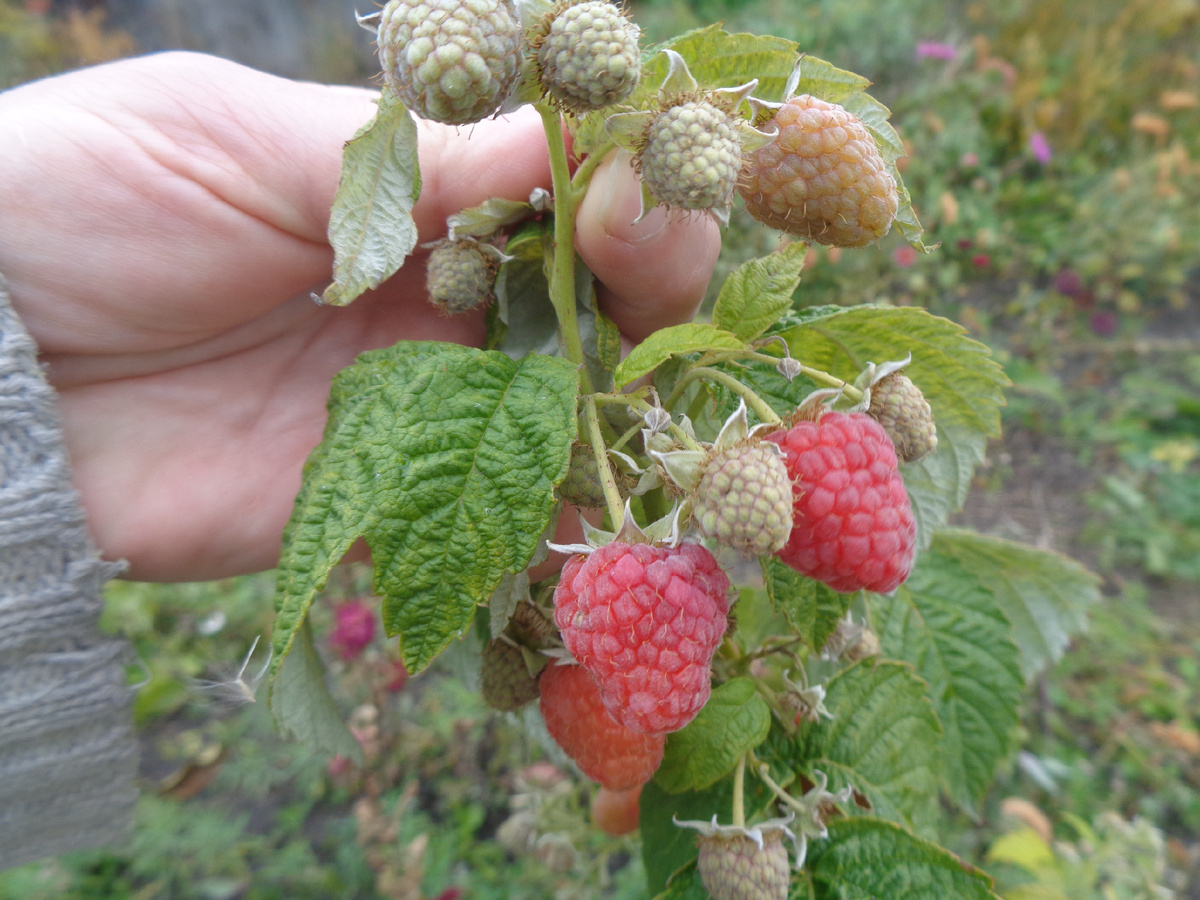 Ремонтантная малина в октябре, сорт Карамелька