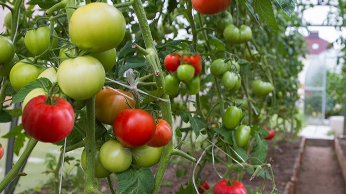 Результат правильного подбора сортов - мой урожай 2023 года