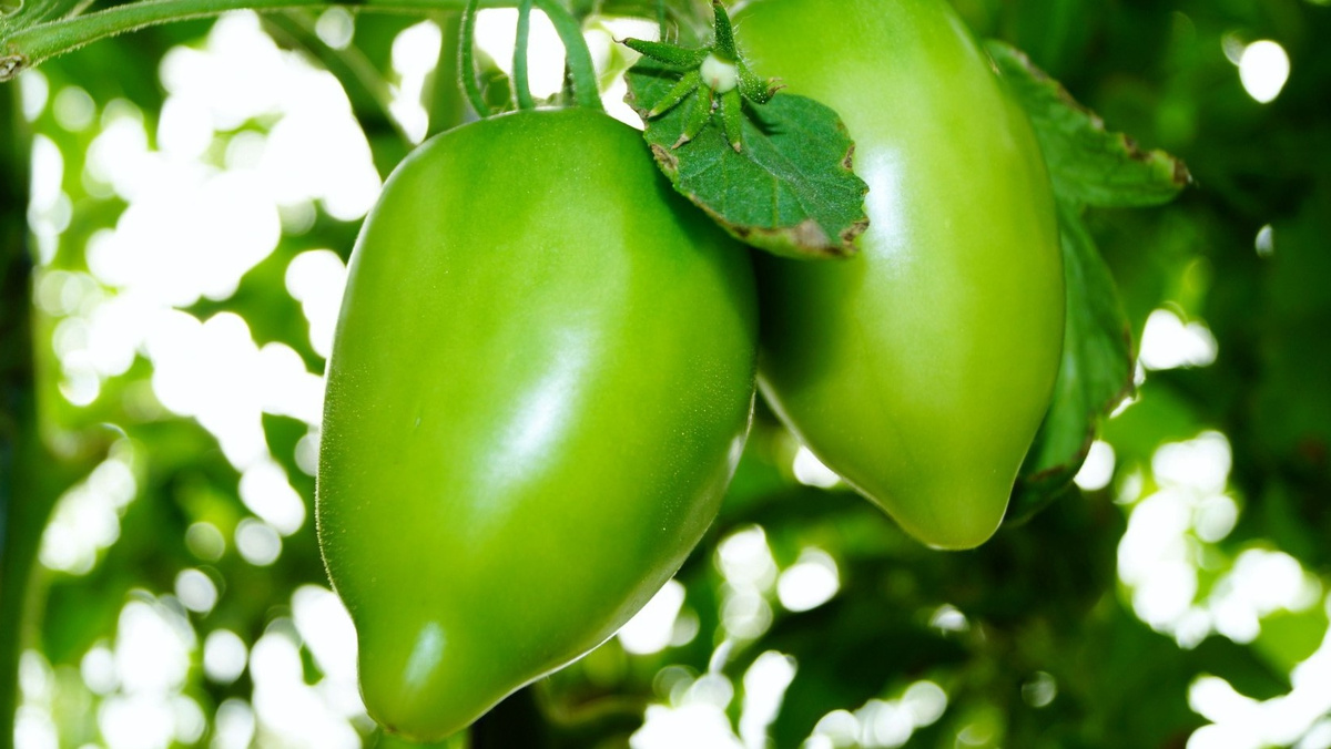 Созревающая кисть Золотого Кенигсберга - флагмана моей коллекции